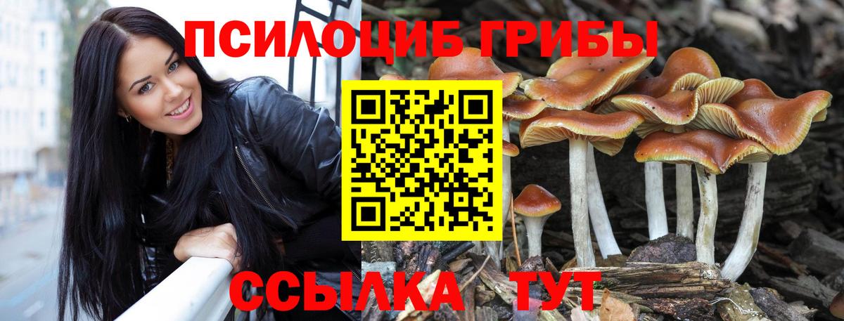 Галлюциногенные грибы Psilocybe  Галлюциногенные грибы Psilocybine cubensis  Волжск 